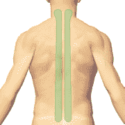 Околопозвоночные зоны. ДЭНАС ПКМ [НЕЙРОДЭНС] 