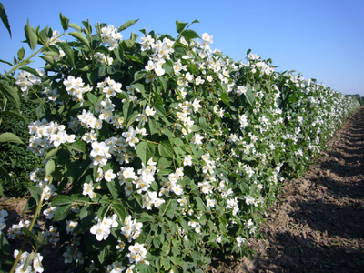 Чубушник венечный (Жасмин)