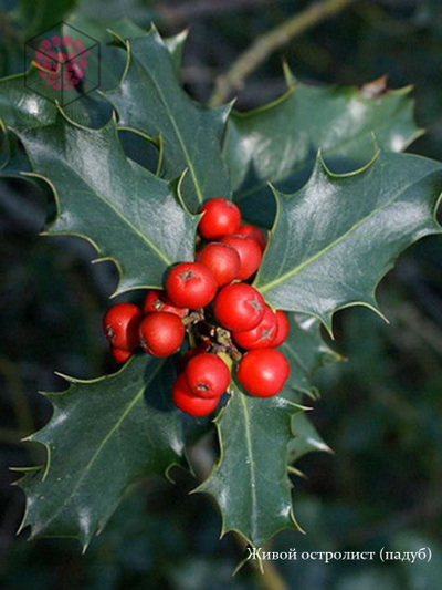 Набор вайнеров и каттеров "Лист остролиста (падуба)"