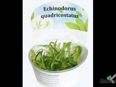 Эхинодорус квадрикостатус (меристемный)