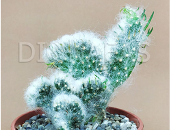 Opuntia Vestita Cristaat