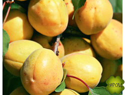 АБРИКОС ЛЕЛЬ (сорт опылитель, медовый)