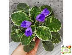 КНН-Крокус (Н. Куриленко) 2022 г. (пестролистный лонг)