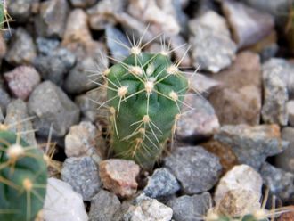 Gymnocalycium multiflorum (sensu Till, HT-2603) GN-4538 (Австрия) - D=10mm