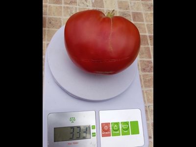 Томат Бабушкино бычье сердце