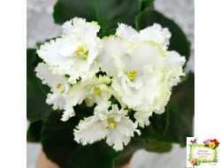 ML-Облако в Горах (Miniviolets Lux) 2022 г.