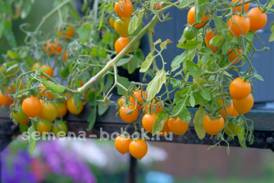 Томат Пендулина оранжевая (Pendulina Orange), 10 шт