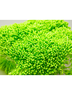 Тычинки тонкие  около 400 нитей , двусторонние , кислотно-зеленый