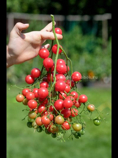 Томат Rose Quartz Multiflora (Розовый Кварц Мультифлора), 10 шт