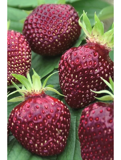 Черри Берри