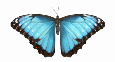 Букет пионовидных роз с большой бабочкой    "Весенний ветер" с тропической бабочкой №3