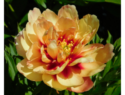 Пион Copper Kettle (Коппер Кеттл) ИТО