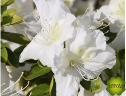 РОДОДЕНДРОН ЯКУШИМАНСКИЙ "Шнеевитхен" (САЖЕНЕЦ 20 СМ)