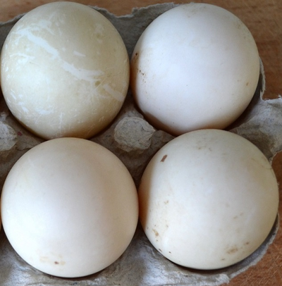 Яйцо утки купить в Москве | ферма СытникЪ