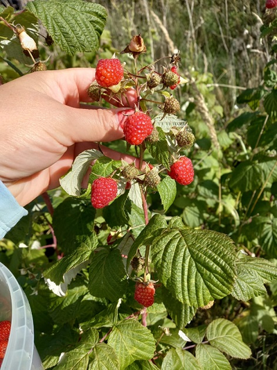 Фермерская свежую малину купить с доставкой на дом в Москве и МО
