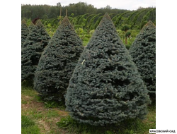 Топиар Ель колючая Глаука в форме конуса - Glauca