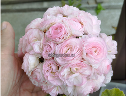 Пеларгония ТА Эммануэль