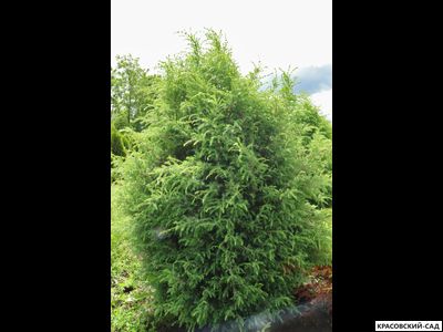 Можжевельник Хиберника - Hibernica