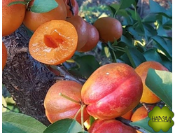 ШАРАФУГА (АБРИКОС+СЛИВА) саженец 3 года