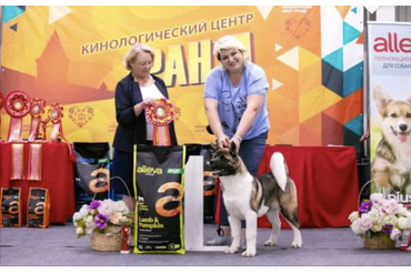 ЛУЧШИЙ БЕБИ / BEST IN SHOW BABY 1 место АМЕРИКАНСКАЯ АКИТА ZVEZDNAYA KAPEL DARCY DELIGHT