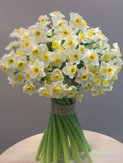 Букет из 51 нарцисса