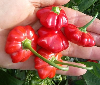 Перец острый Бразильская морская звезда (Red Brazilian Starfish)