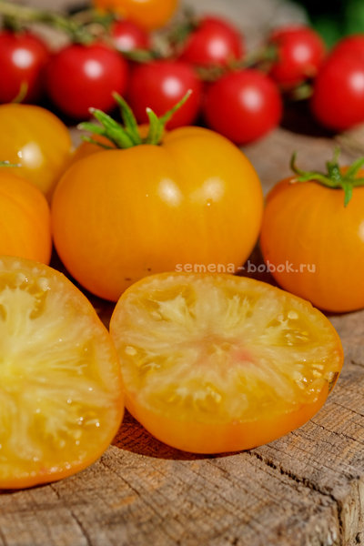 Томат Precious (Прелесть), 10 шт
