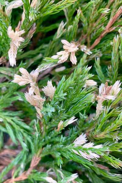 Можжевельник горизонтальный Andora Variegata