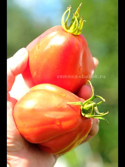 Томат Red Pear Franchi (Красные груши Франчи), 10 шт