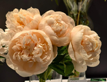 Paeonia Pastelegance