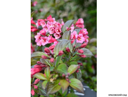 Вейгела цветущая Танго фото цветов крупным планом красовский-сад.рф