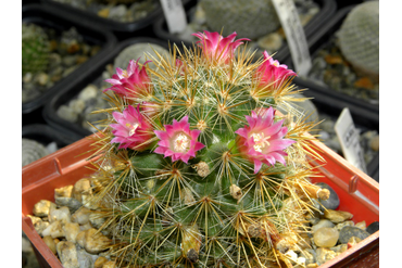 Mammillaria laui ssp. subducta (Маммиллярия Лау субдукта)