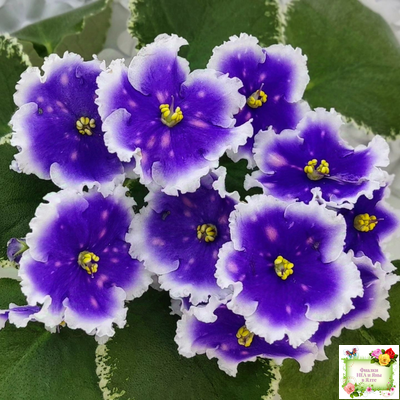 МТ-Магический Фонарик (М. Тотиева) 2023 г.