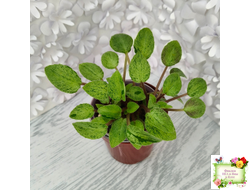 Серебряный Дождь Ю. Коваленко) 2023 г. листовая химера