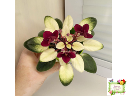 Jolly Jubilee  (H. Pittman) (9908) 03/07/2008