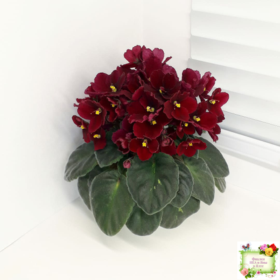 Jolly Mars (H.Pittman), #9718 (01/15/2007)