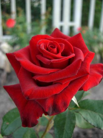Лавли ред (Lovely Red) роза, ЗКС