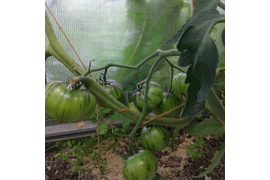 Зеленая Богиня Ксанаду, индет