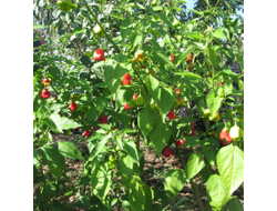 Перец острый Колокольчик (Bishop Crown, Bishop Hat, Christmas bell)