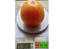 Томат Золото Алтая