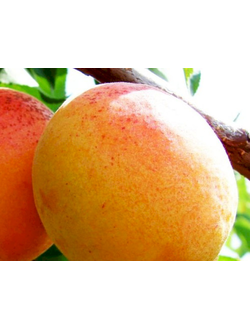 Абрикос "Полесский крупноплодный" (поздний), ЗКС
