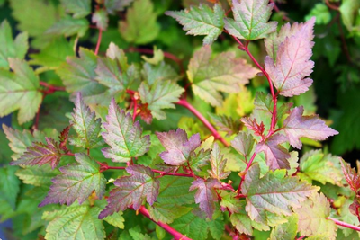 стефанандра "танаки"