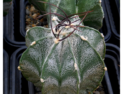 Astrophytum niveum - 10 семян