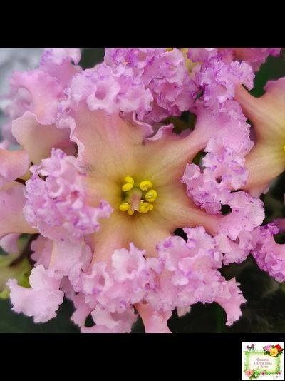 РМ-Оранжевое Лето (Н. Скорнякова) 2022 г. (детка)