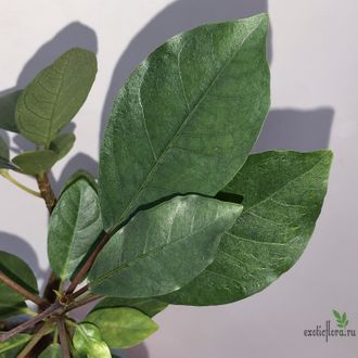 Фикус Буркеи / Ficus burkei