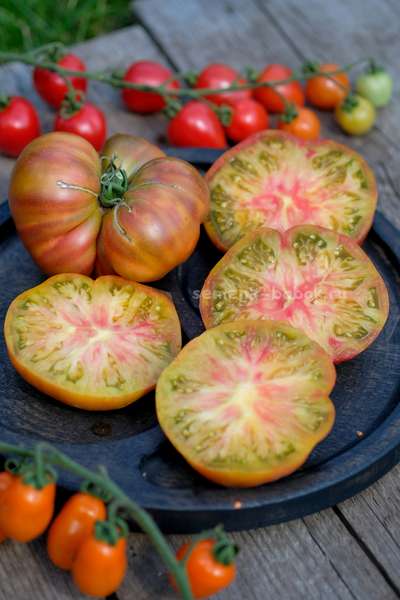 Томат Ярсон 7/1 (Jarson 7/1), 10 шт