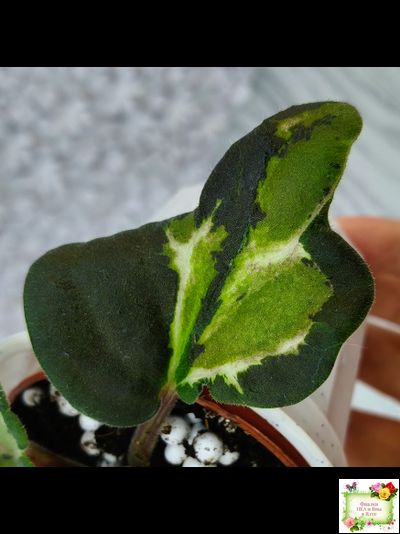 СФ-Томная Жозефина (С. Фатеева) листовая химера