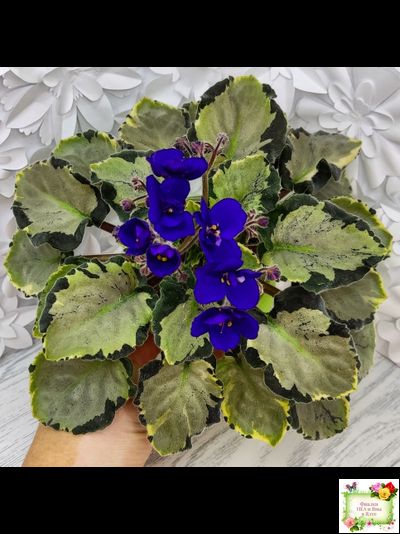 Harmony's Little Stinker-2 (Harmony) листовая химера