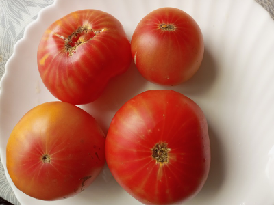 Томат Олимпийский огонь