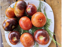 Томат Озарк закат (Ozark sunset), Германия